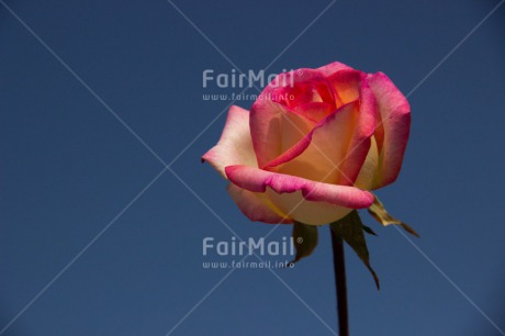Fair Trade Photo Blue, Closeup, Colour image, Horizontal, Love, Marriage, Mothers day, Peru, Pink, Rose, Shooting style, South America, Thank you, Wedding