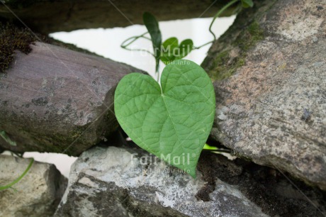 Fair Trade Photo Closeup, Colour image, Green, Heart, Horizontal, Leaf, Love, Peru, Shooting style, South America