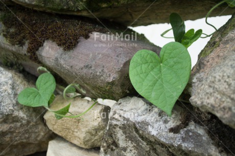 Fair Trade Photo Closeup, Colour image, Green, Heart, Horizontal, Leaf, Love, Peru, Shooting style, South America