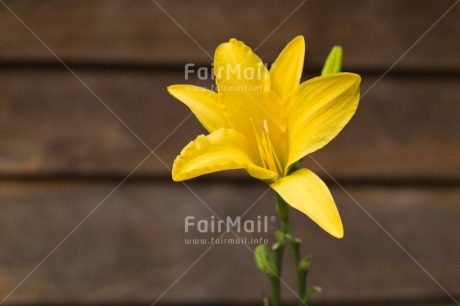 Fair Trade Photo Closeup, Colour image, Flower, Horizontal, Mothers day, Peru, Shooting style, South America, Yellow