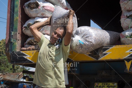 Fair Trade Photo Activity, Bean, Carrying, Colour image, Food and alimentation, Horizontal, Market, One man, People, Strength