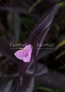 Fair Trade Photo Colour image, Flower, Nature, Peru, South America, Vertical