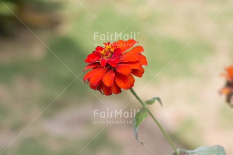 Fair Trade Photo Colour image, Flower, Horizontal, Nature