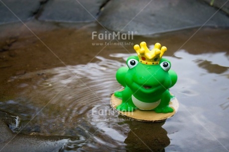 Fair Trade Photo Animals, Colour image, Cute, Dreaming, Frog, Funny, Love, Peru, River, Smile, South America, Valentines day, Vertical, Water