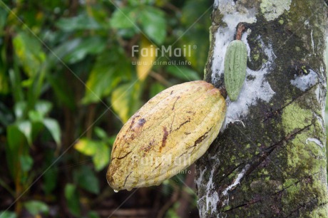 Fair Trade Photo Agriculture, Cacao, Chocolate, Colour image, Fair trade, Horizontal, Peru, Rural, South America, Tree