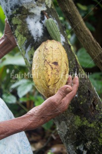 Fair Trade Photo Agriculture, Cacao, Chocolate, Colour image, Fair trade, Hand, Harvest, Peru, Rural, South America, Tree, Vertical