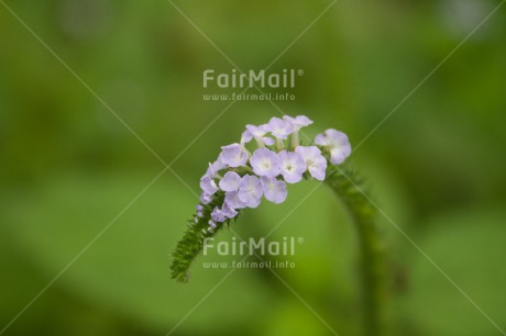 Fair Trade Photo Colour image, Flower, Horizontal, Nature