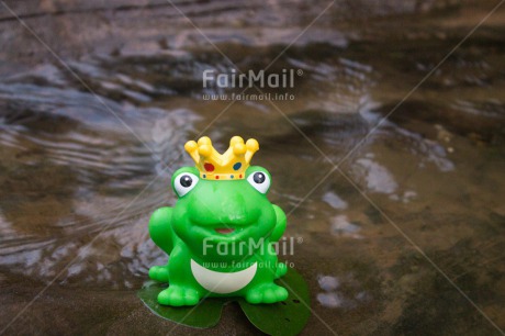 Fair Trade Photo Animals, Colour image, Cute, Dreaming, Frog, Funny, Horizontal, Love, Peru, River, Smile, South America, Valentines day, Water