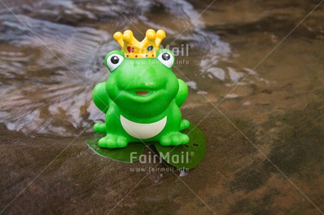 Fair Trade Photo Animals, Colour image, Cute, Dreaming, Frog, Funny, Horizontal, Love, Peru, River, Smile, South America, Valentines day, Water