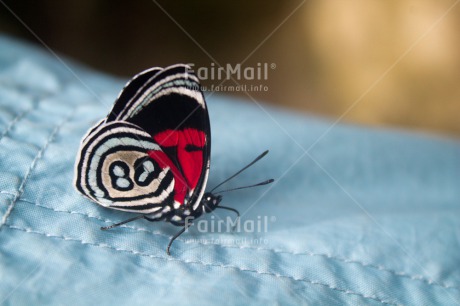 Fair Trade Photo Butterfly, Colour image, Horizontal
