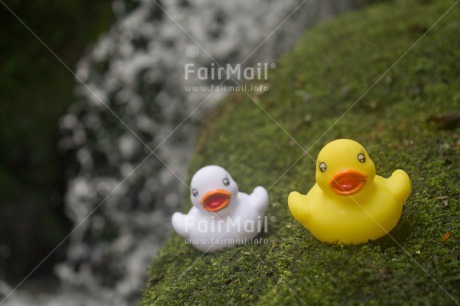 Fair Trade Photo Animals, Colour image, Duck, Holiday, Horizontal, River, Swimming diplome, Travel, Water