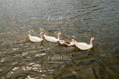 Fair Trade Photo Animals, Bird, Colour image, Goose, Horizontal, Nature, Peru, South America, Water