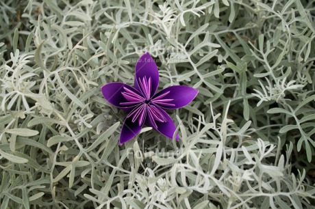 Fair Trade Photo Colour image, Condolence-Sympathy, Flower, Friendship, Horizontal, Mothers day, Peru, South America