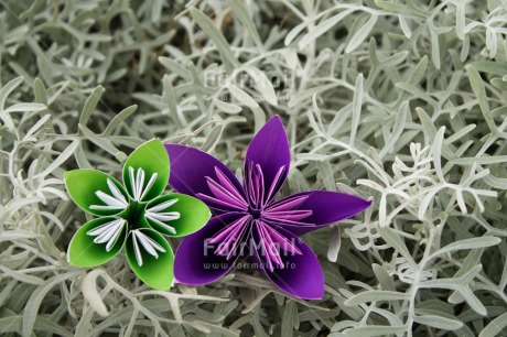 Fair Trade Photo Colour image, Condolence-Sympathy, Flower, Friendship, Horizontal, Mothers day, Peru, South America