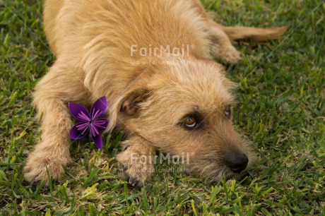 Fair Trade Photo Animals, Colour image, Dog, Flower, Horizontal, Peru, Sorry, South America