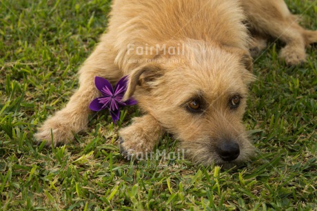 Fair Trade Photo Animals, Colour image, Dog, Flower, Horizontal, Peru, Sorry, South America