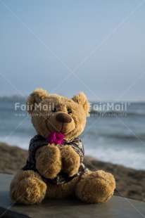 Fair Trade Photo Colour image, Flower, Love, Peru, Sea, South America, Summer, Teddybear, Valentines day, Vertical