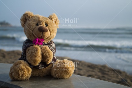 Fair Trade Photo Colour image, Flower, Horizontal, Love, Peru, Sea, South America, Summer, Teddybear, Valentines day