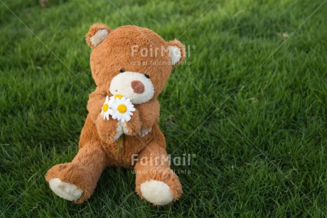 Fair Trade Photo Colour image, Flower, Friendship, Horizontal, Mothers day, Peru, Sorry, South America, Teddybear, Valentines day