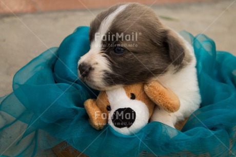 Fair Trade Photo Colour image, Cute, Horizontal, Peru, Puppy, South America, Teddybear