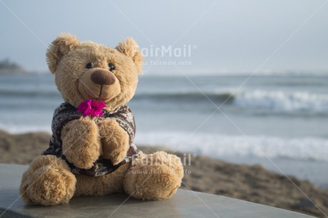 Fair Trade Photo Beach, Colour image, Flower, Horizontal, Love, Peru, Sea, Sorry, South America, Teddybear, Thank you, Valentines day