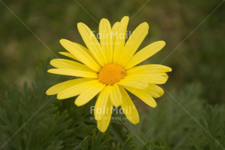 Fair Trade Photo Closeup, Colour image, Flower, Horizontal, Mothers day, Peru, Shooting style, South America, Yellow