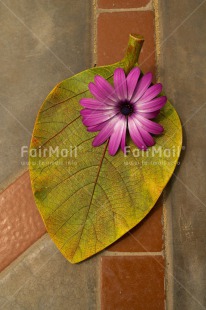 Fair Trade Photo Colour image, Condolence-Sympathy, Flower, Leaf, Peru, South America, Vertical