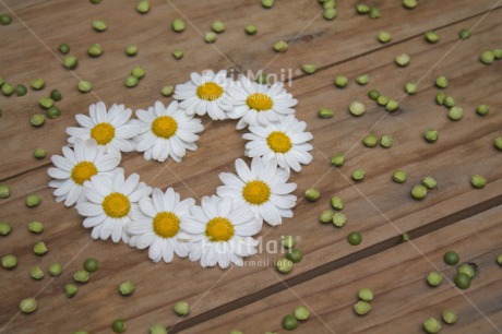 Fair Trade Photo Colour image, Daisy, Heart, Horizontal, Love, Peru, South America, Valentines day