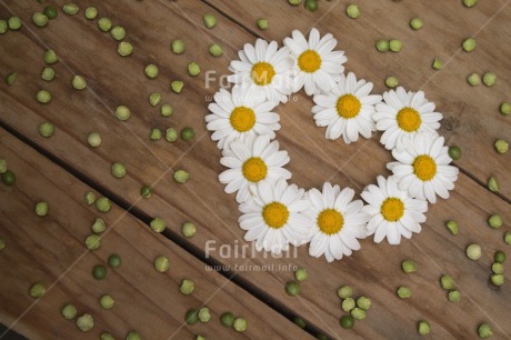 Fair Trade Photo Colour image, Daisy, Heart, Horizontal, Love, Peru, South America, Valentines day