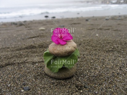 Fair Trade Photo Balance, Beach, Colour image, Condolence-Sympathy, Day, Flower, Green, Horizontal, Leaf, Outdoor, Peru, Pink, Sand, Sea, Seasons, South America, Stone, Summer, Thinking of you, Wellness