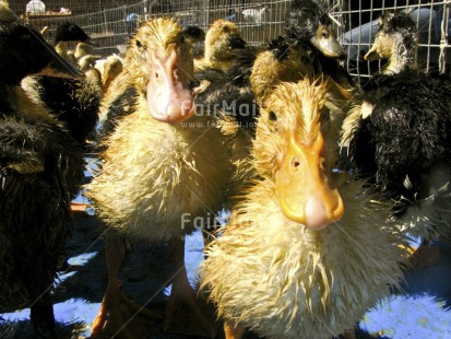 Fair Trade Photo Activity, Agriculture, Animals, Bird, Colour image, Duck, Horizontal, Looking at camera, Market, Peru, South America, Yellow