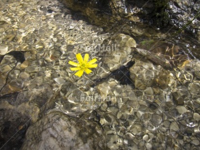 Fair Trade Photo Colour image, Flower, Horizontal, Nature, Outdoor, Peru, River, South America, Stone, Water, Yellow