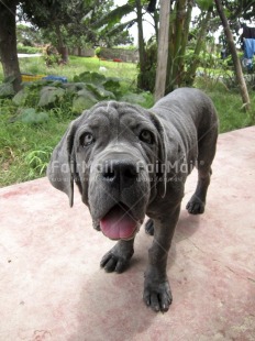 Fair Trade Photo Activity, Animals, Black, Colour image, Dog, Funny, Looking at camera, Outdoor, Peru, South America, Vertical