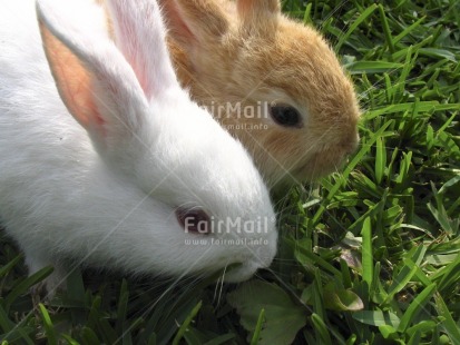 Fair Trade Photo Animals, Colour image, Easter, Friendship, Horizontal, Nature, Outdoor, Peru, Rabbit, Seasons, South America, Spring, Together