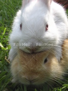 Fair Trade Photo Activity, Animals, Colour image, Easter, Funny, Lying, Nature, Outdoor, Peru, Rabbit, Seasons, South America, Spring, Vertical