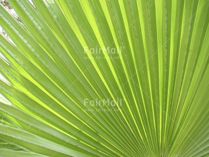 Fair Trade Photo Colour image, Fullframe, Green, Horizontal, Nature, Outdoor, Peru, Plant, South America