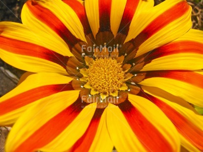 Fair Trade Photo Colour image, Colourful, Flower, Horizontal, Nature, Outdoor, Peru, South America