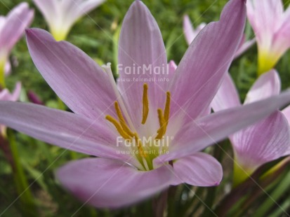 Fair Trade Photo Closeup, Colour image, Condolence-Sympathy, Flower, Focus on foreground, Horizontal, Marriage, Nature, Outdoor, Peru, Pink, South America