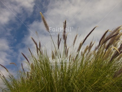 Fair Trade Photo Colour image, Day, Grass, Horizontal, Nature, Outdoor, Peru, Seasons, Sky, South America, Summer