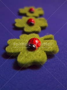 Fair Trade Photo Colour image, Good luck, Indoor, Ladybug, Leaf, Peru, South America, Tabletop, Vertical