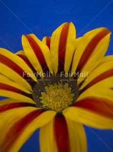 Fair Trade Photo Blue, Colour image, Day, Flower, Indoor, Peru, South America, Tabletop, Vertical, Yellow