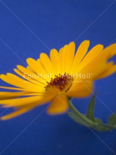 Fair Trade Photo Blue, Colour image, Day, Flower, Indoor, Peru, South America, Tabletop, Vertical, Yellow