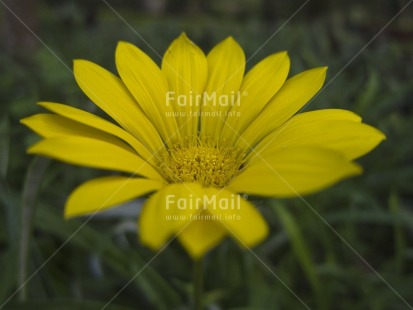 Fair Trade Photo Colour image, Day, Flower, Horizontal, Outdoor, Peru, South America, Yellow