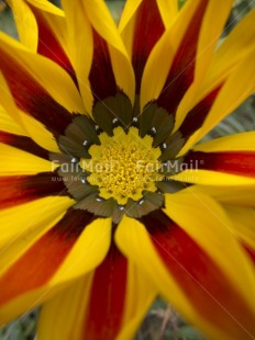 Fair Trade Photo Closeup, Colour image, Day, Flower, Nature, Outdoor, Peru, South America, Vertical, Yellow