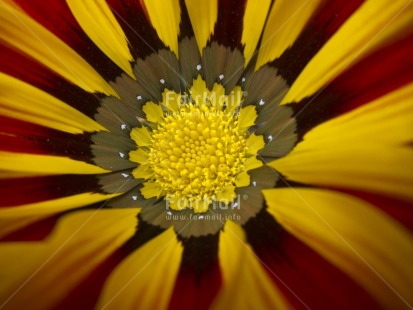 Fair Trade Photo Closeup, Colour image, Day, Flower, Horizontal, Outdoor, Peru, South America, Yellow