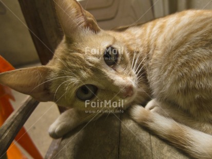 Fair Trade Photo Activity, Animals, Cat, Colour image, Day, Horizontal, Indoor, Looking at camera, Peru, South America