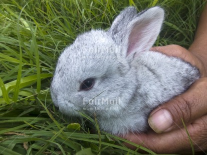 Fair Trade Photo Animals, Care, Colour image, Day, Easter, Grass, Hand, Horizontal, Outdoor, Peru, Rabbit, South America