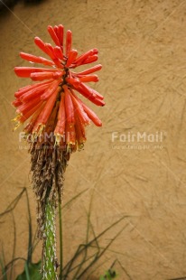 Fair Trade Photo Colour image, Day, Flower, Outdoor, Peru, South America, Vertical