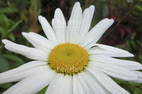 Fair Trade Photo Colour image, Flower, Horizontal, Nature, Peru, South America, White, Yellow