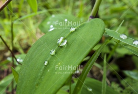 Fair Trade Photo Colour image, Condolence-Sympathy, Focus on foreground, Green, Horizontal, Leaf, Peru, Plant, South America, Spirituality, Waterdrop, Wellness